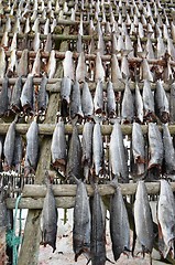 Image showing Drying fish