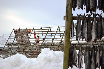 Image showing Drying fish