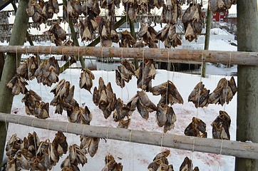 Image showing Drying fishheads