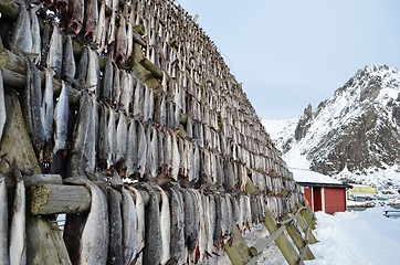 Image showing Drying fish