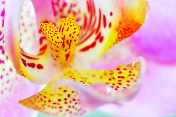 Image showing pink orchid flower close-up with drops of water