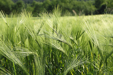 Image showing Fields of barley