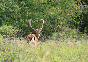 Image showing Fauna in Europe