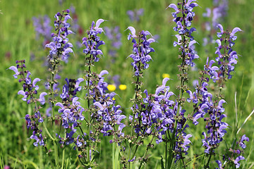 Image showing Salvia pratensis