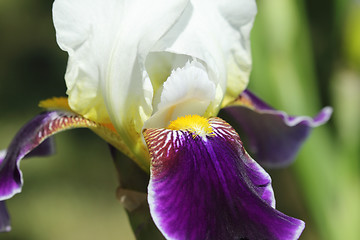 Image showing Iris flower.