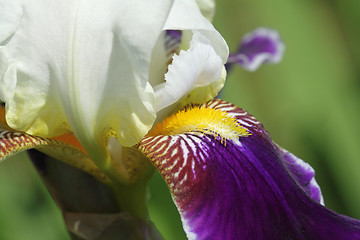 Image showing Iris