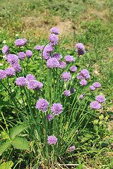 Image showing Chives