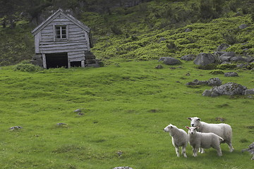 Image showing Sheep on a hillside