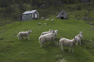 Image showing Sheep on a hillside.