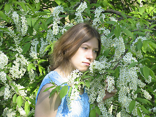 Image showing Girl and bird cherry tree