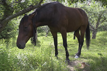 Image showing The hippie horse