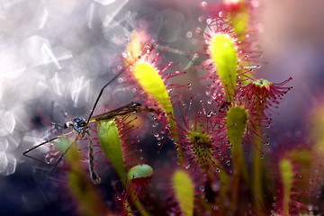 Image showing Dragonfly in trouble.