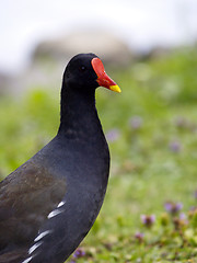 Image showing Coot