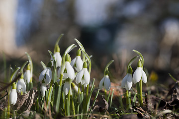 Image showing snowdrops