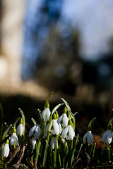 Image showing Galanthus