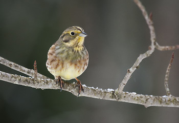 Image showing Yellowhammer