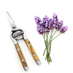 Image showing Lavender Herb Flowers and Secateurs