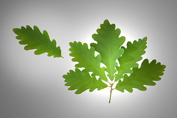 Image showing Oak Leaf Sprig