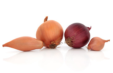 Image showing Onion Types