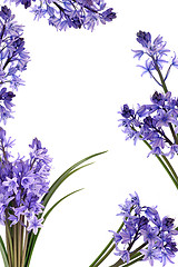 Image showing Bluebell Flower Border