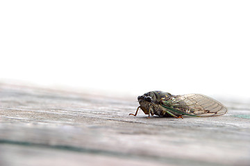 Image showing Cicada