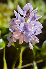 Image showing Water hyacinth