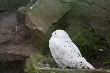 Image showing Snowy Owl