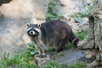 Image showing Racoon