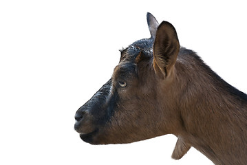 Image showing Goat