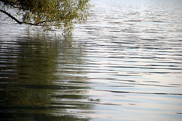 Image showing Branches Reflections
