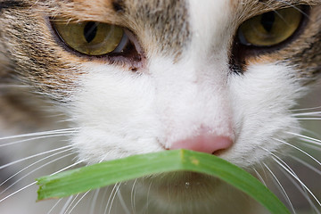 Image showing Cat tasting grass close up portret