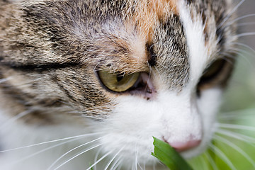 Image showing Cat tasting grass close up portret