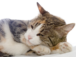 Image showing Drowsing cat