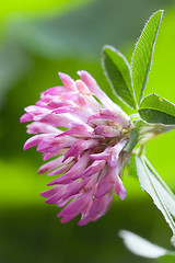 Image showing Clover, trefoil