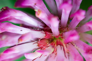 Image showing Clover trefoil