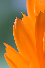 Image showing Petals of orange flower(Calendula) macro