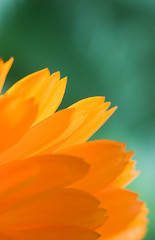 Image showing Petals of orange flower(Calendula) macro