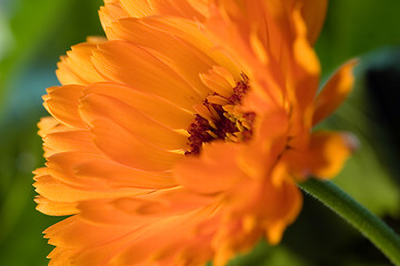 Image showing Orange flower(Calendula) macro