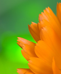 Image showing Petals of orange flower(Calendula) macro