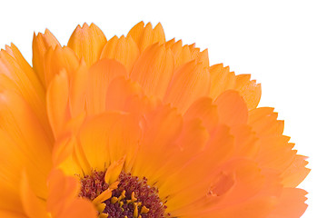 Image showing Orange flower(Calendula) macro