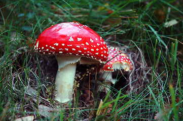 Image showing Fly Agarics