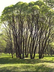 Image showing willow trees