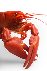 Image showing 	Crayfish isolated on white