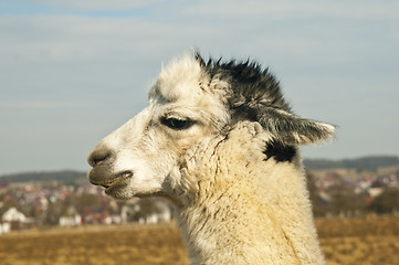 Image showing Alpaca, Vicugna pacos