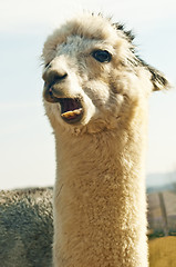 Image showing Alpaca