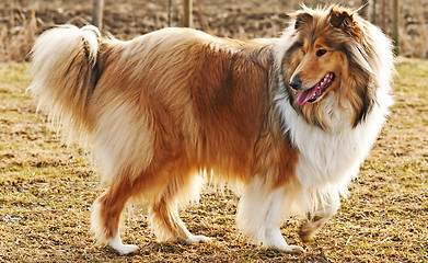 Image showing collie