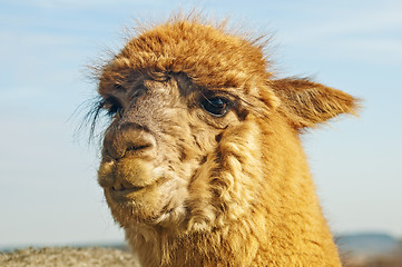 Image showing Alpaca, Vicugna pacos 