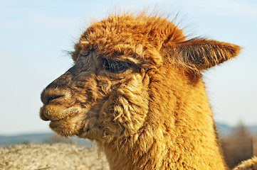 Image showing Alpaca, Vicugna pacos 