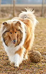 Image showing  Collie with ball