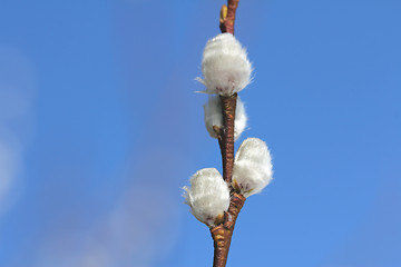 Image showing Willow catkins against blue sky